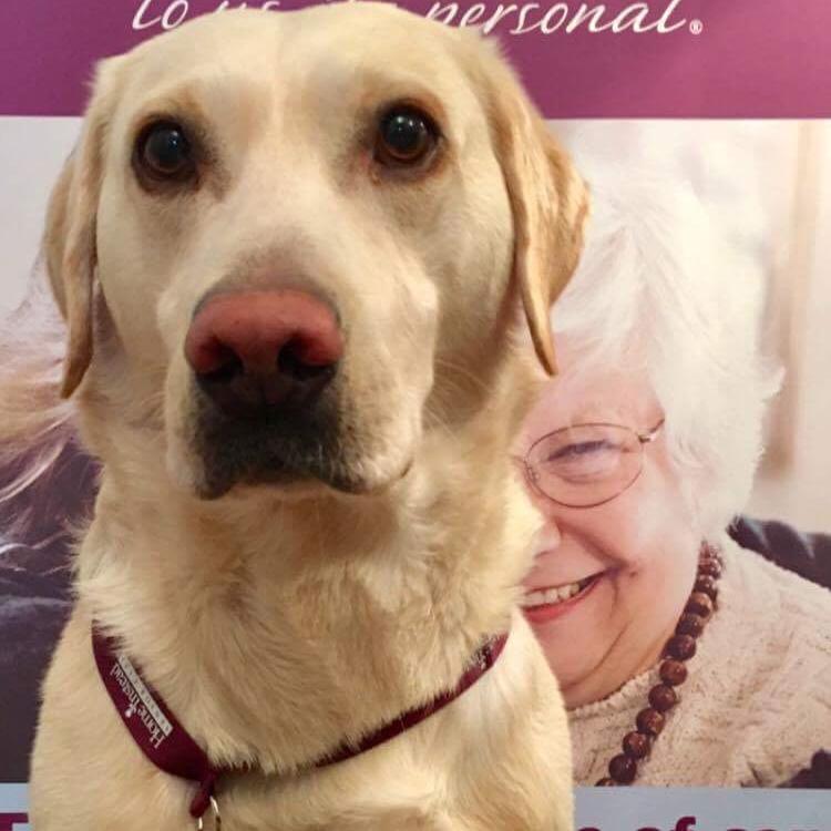 Office Dog